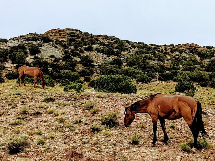 Horses in Bighorn Canyon