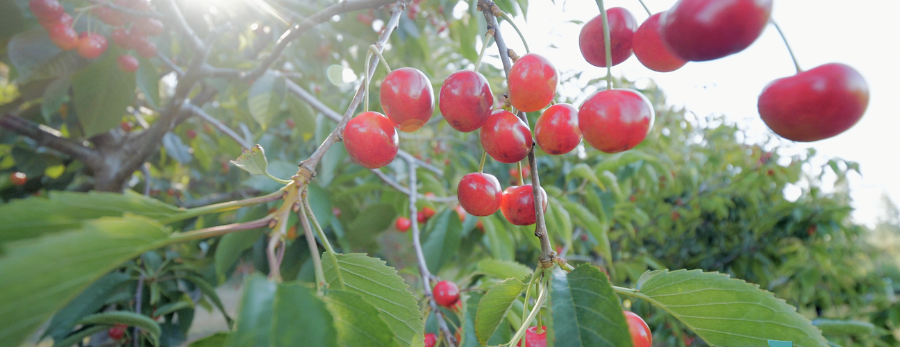 Flathead Cherries