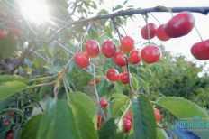 Flathead Cherries