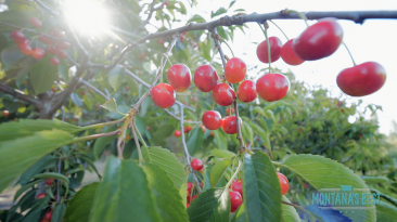 Flathead Cherries